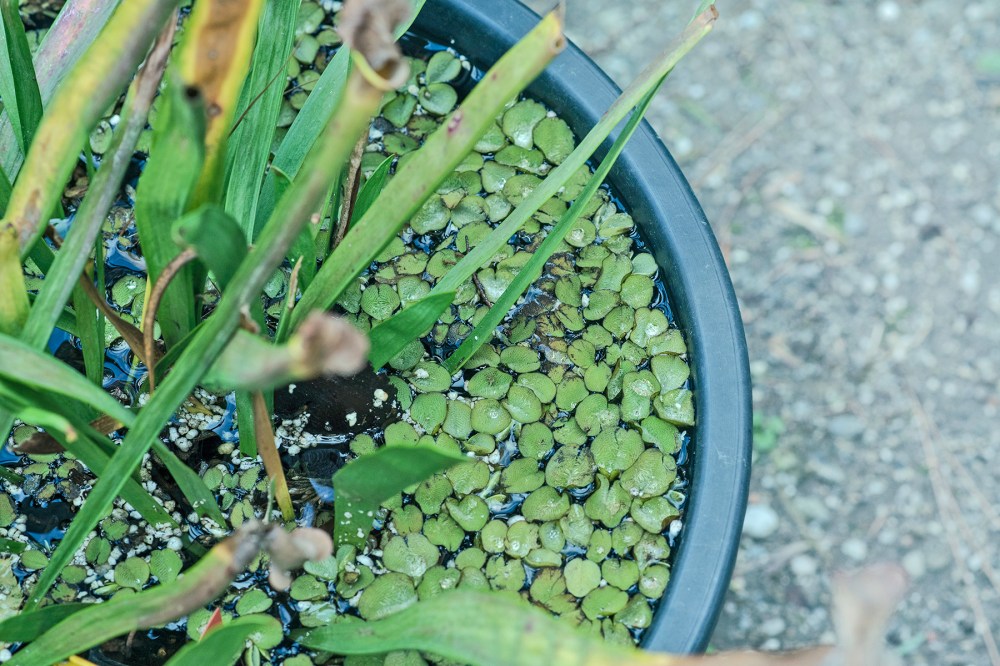 giardini di prossimità di cut | circuito urbano temporaneo e riciclidea, prato, vincitore creative living lab mibac 2018, foto di simone ridi 4